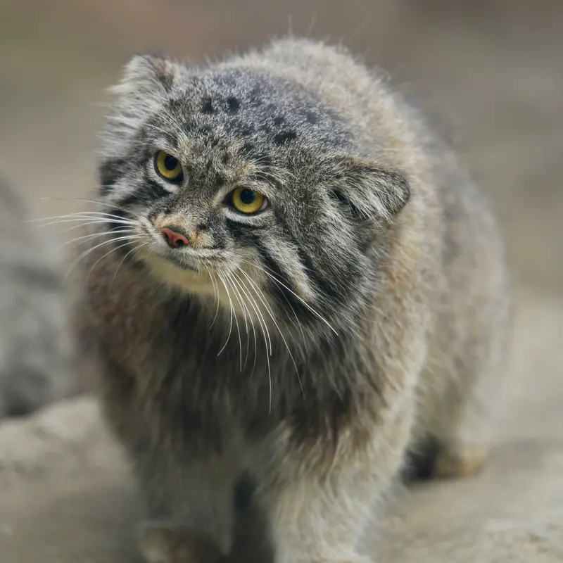 神戸どうぶつ王国のナルの写真
