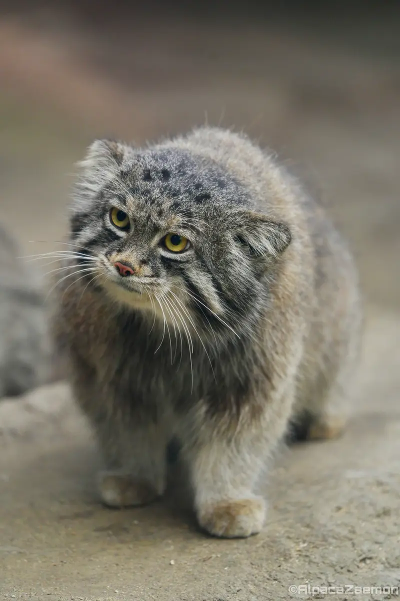 神戸どうぶつ王国のナルの写真