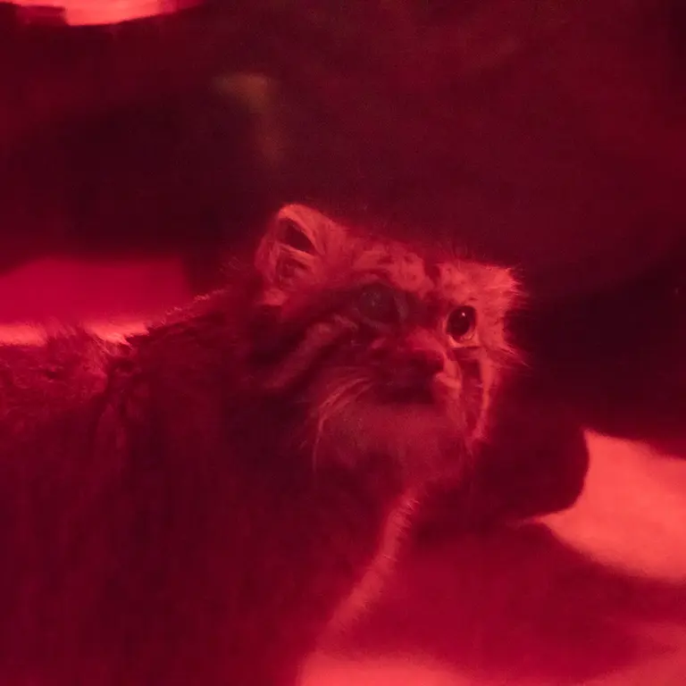 恩賜上野動物園のナイマの写真