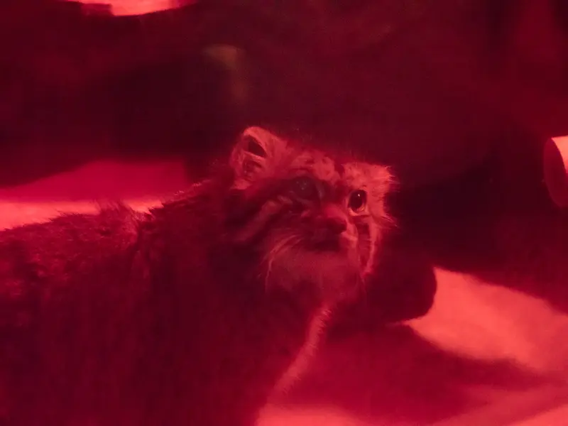 恩賜上野動物園のナイマの写真