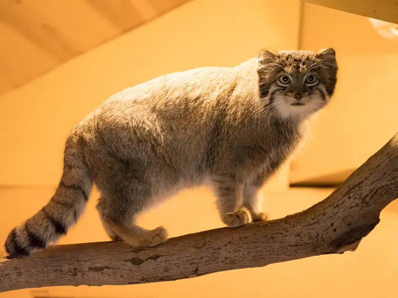 埼玉県こども動物自然公園のオトの写真