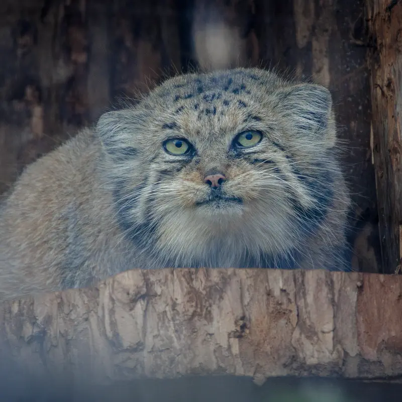 レニングラード動物園のナミカの写真