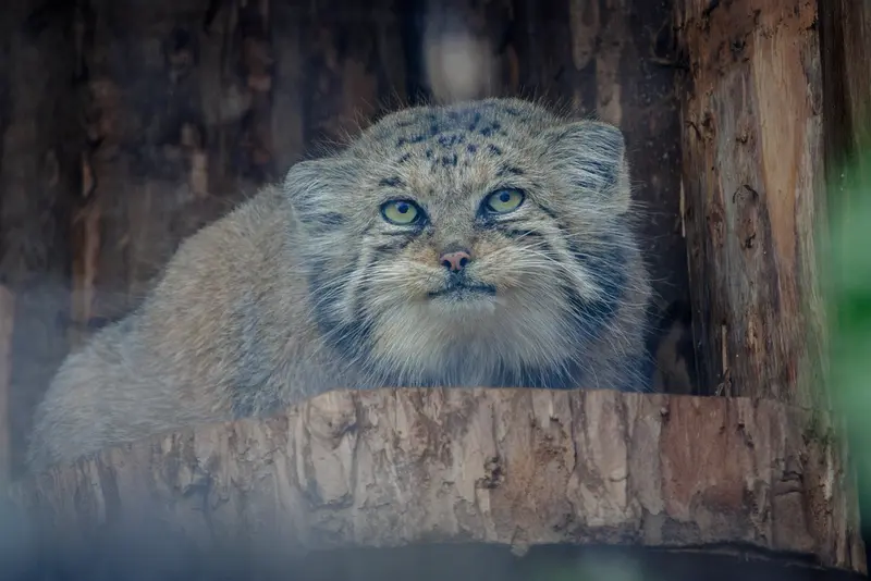 レニングラード動物園のナミカの写真