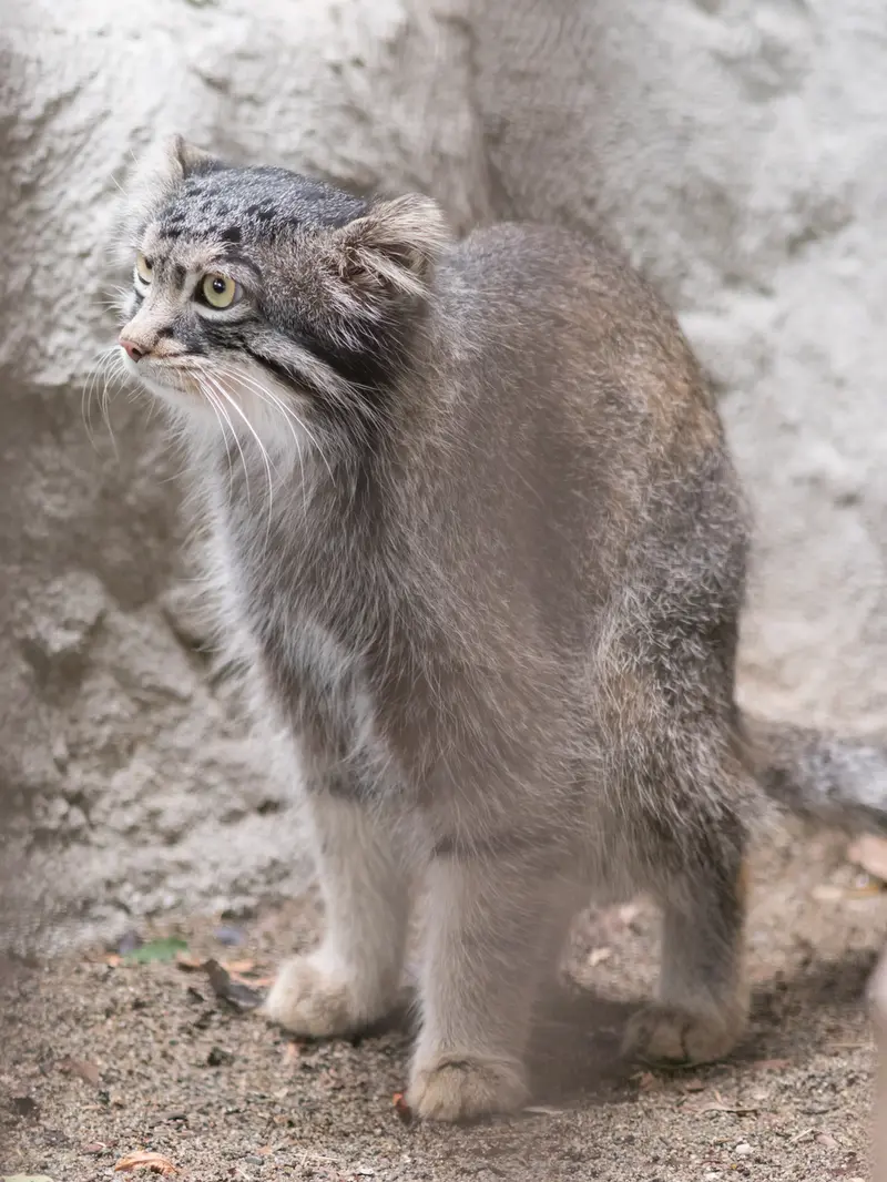 野毛山動物園のフィーガの写真