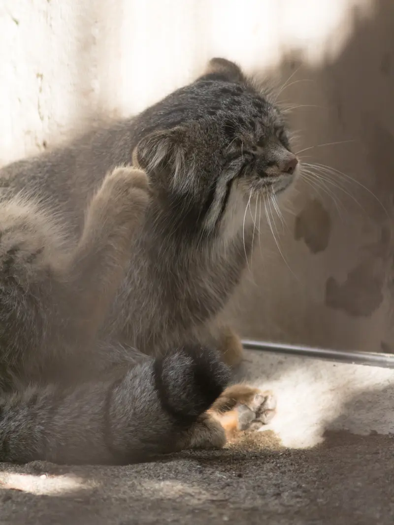 野毛山動物園のフィーガの写真