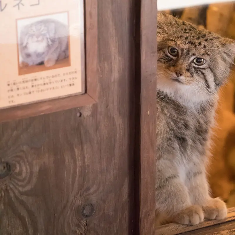 埼玉県こども動物自然公園のロータスの写真