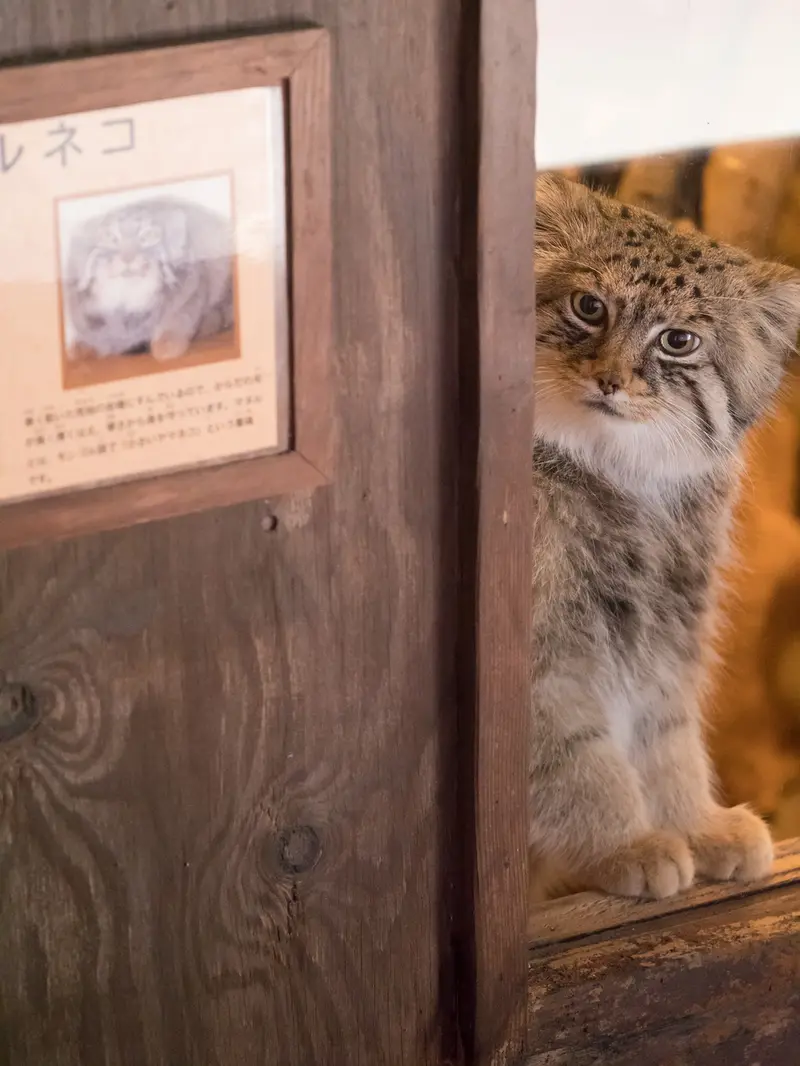 埼玉県こども動物自然公園のロータスの写真