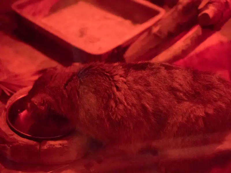 恩賜上野動物園のナイマの写真