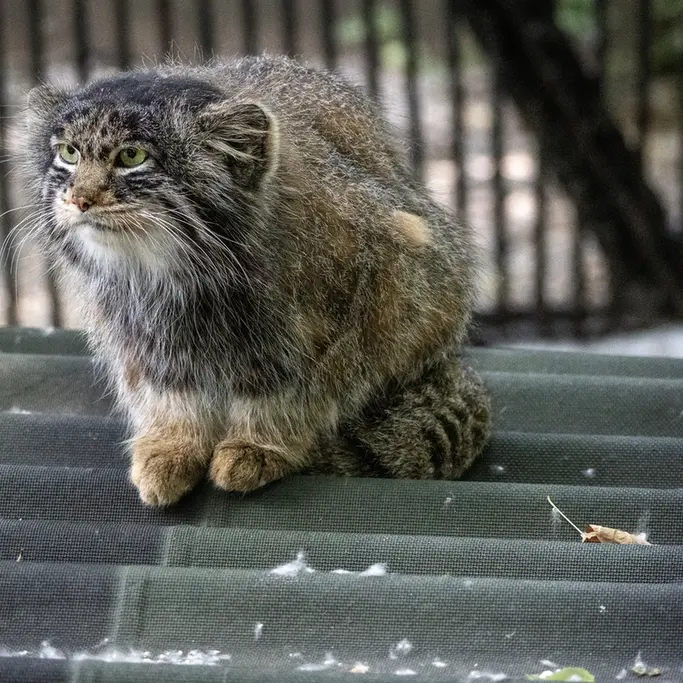 ノヴォシビルスク動物園のマリクの写真