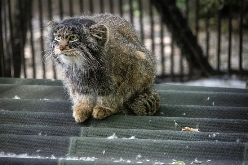 ノヴォシビルスク動物園のマリクの写真