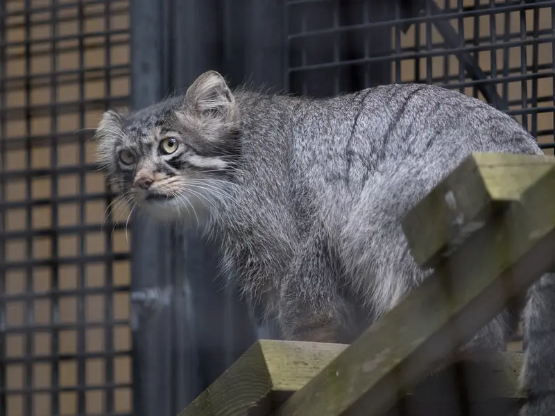 旭山動物園のヒデの写真