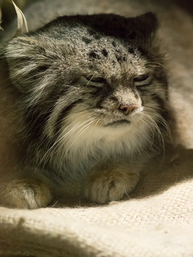 恩賜上野動物園のクリョンの写真