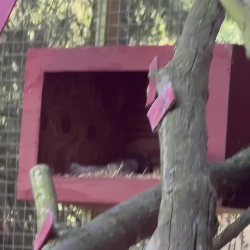 バナム動物園のマヌルネコの写真