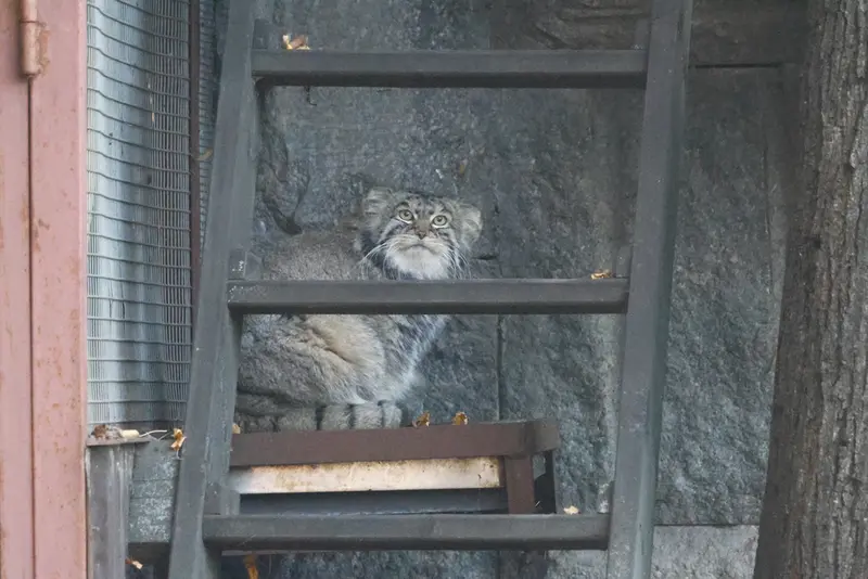 モスクワ動物園のティモフェイの写真