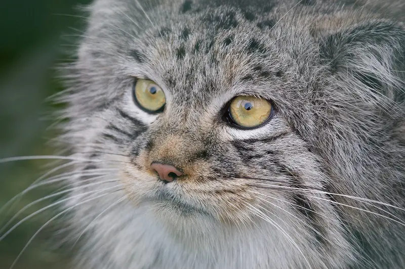 ビッグ・キャット・サンクチュアリのウェイ・シャンの写真
