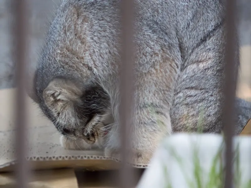 野毛山動物園のフィーガの写真