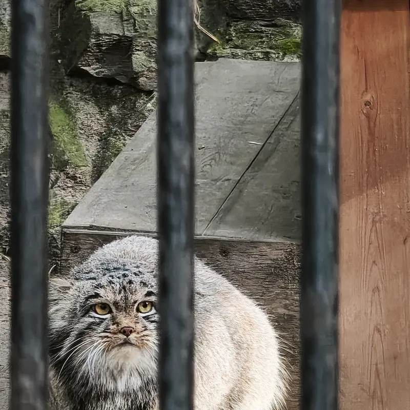 ノヴォシビルスク動物園のメンスの写真
