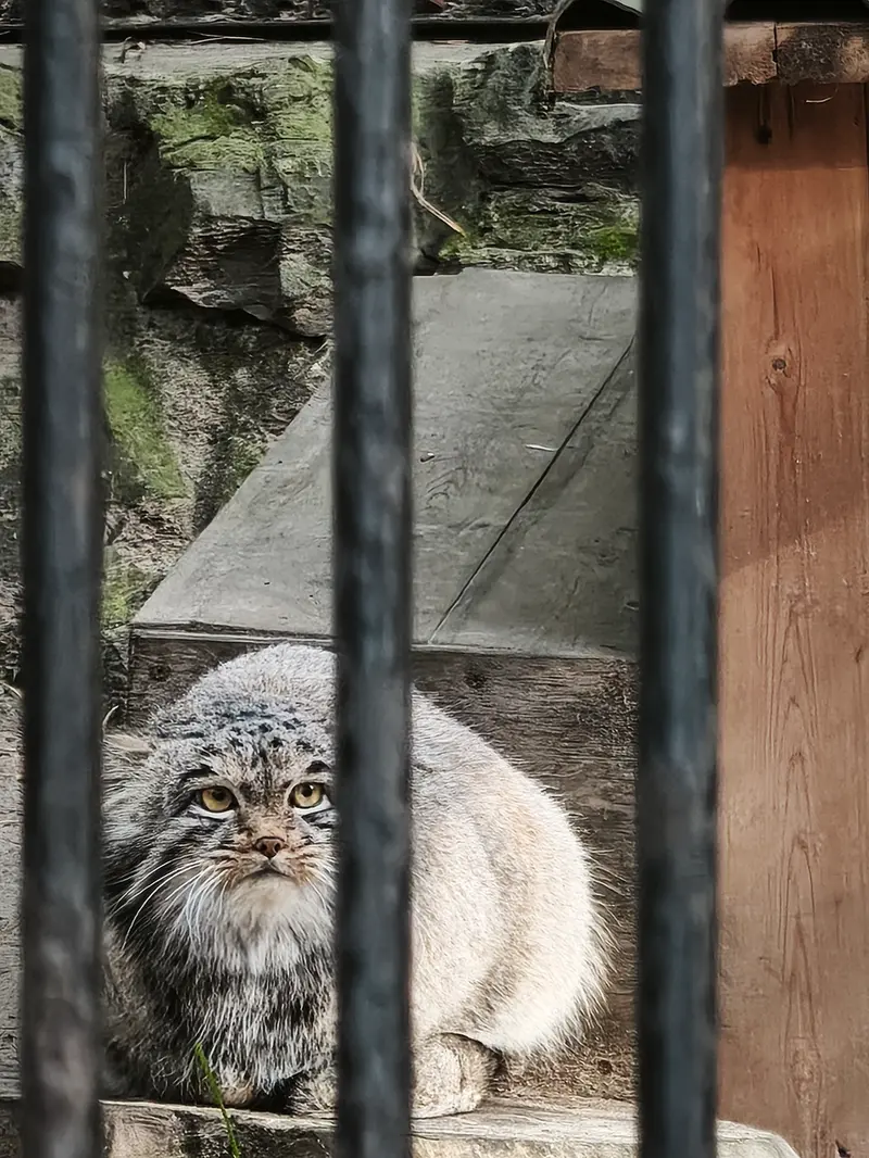 ノヴォシビルスク動物園のメンスの写真