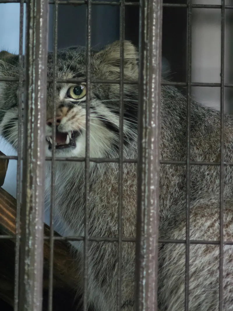野毛山動物園のフィーガの写真
