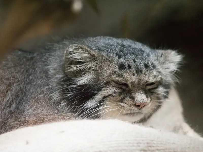 恩賜上野動物園のクリョンの写真