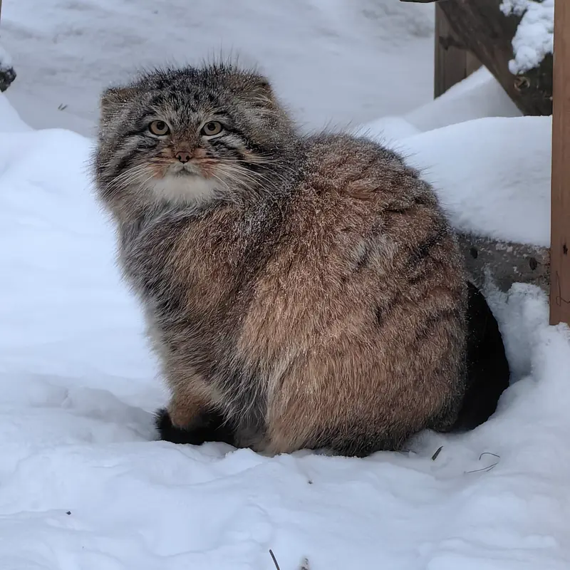 ノヴォシビルスク動物園のアッケムの写真