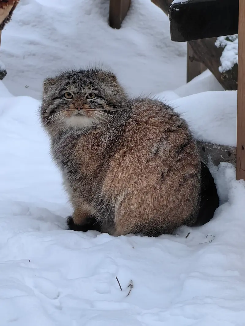 ノヴォシビルスク動物園のアッケムの写真