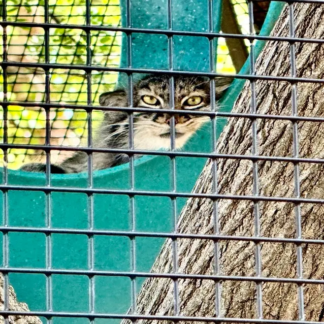 ニアイビ動物園のイーヴィーの写真