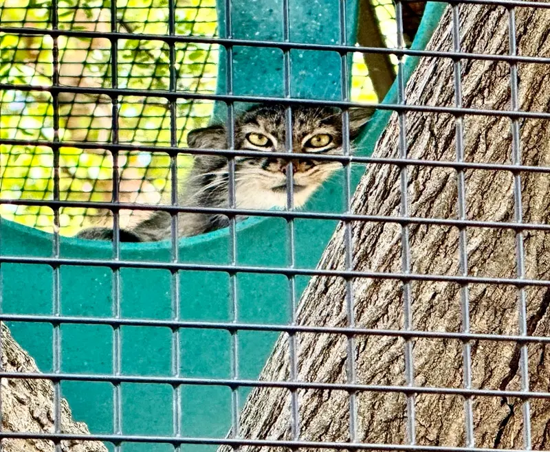 ニアビ動物園のイーヴィーの写真