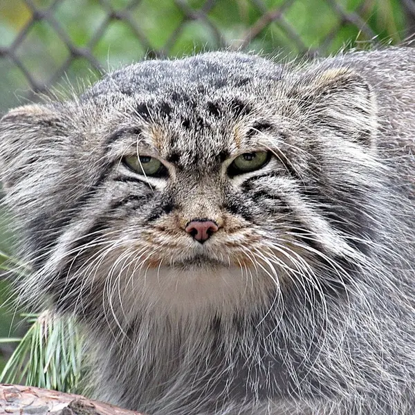 ノヴォシビルスク動物園のゼレノゴルスクの写真