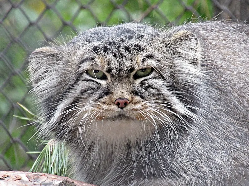 ノヴォシビルスク動物園のゼレノゴルスクの写真