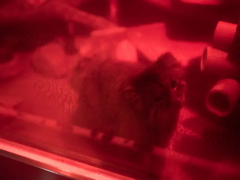 恩賜上野動物園のナイマの写真