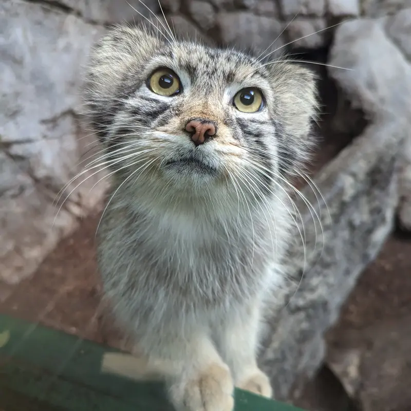 バーミンガム動物園のペルセウスの写真