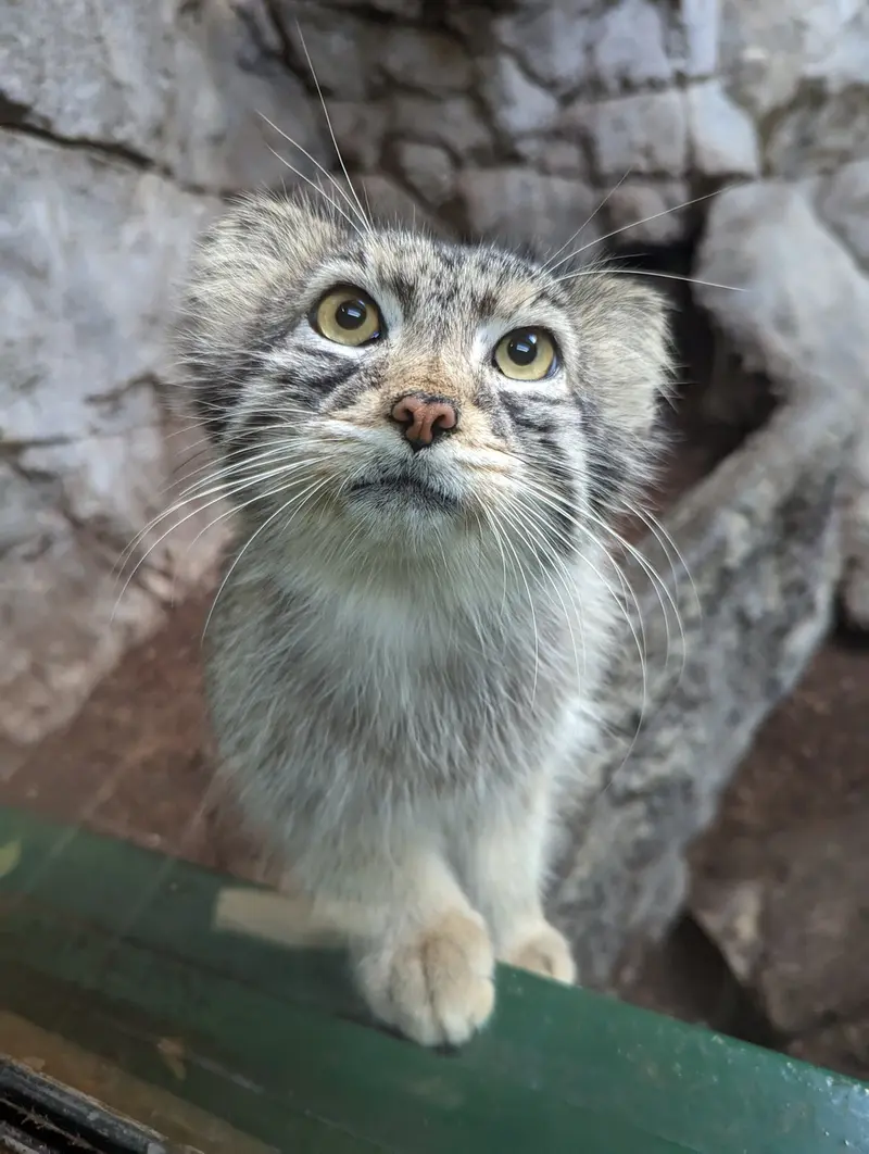 バーミンガム動物園のペルセウスの写真