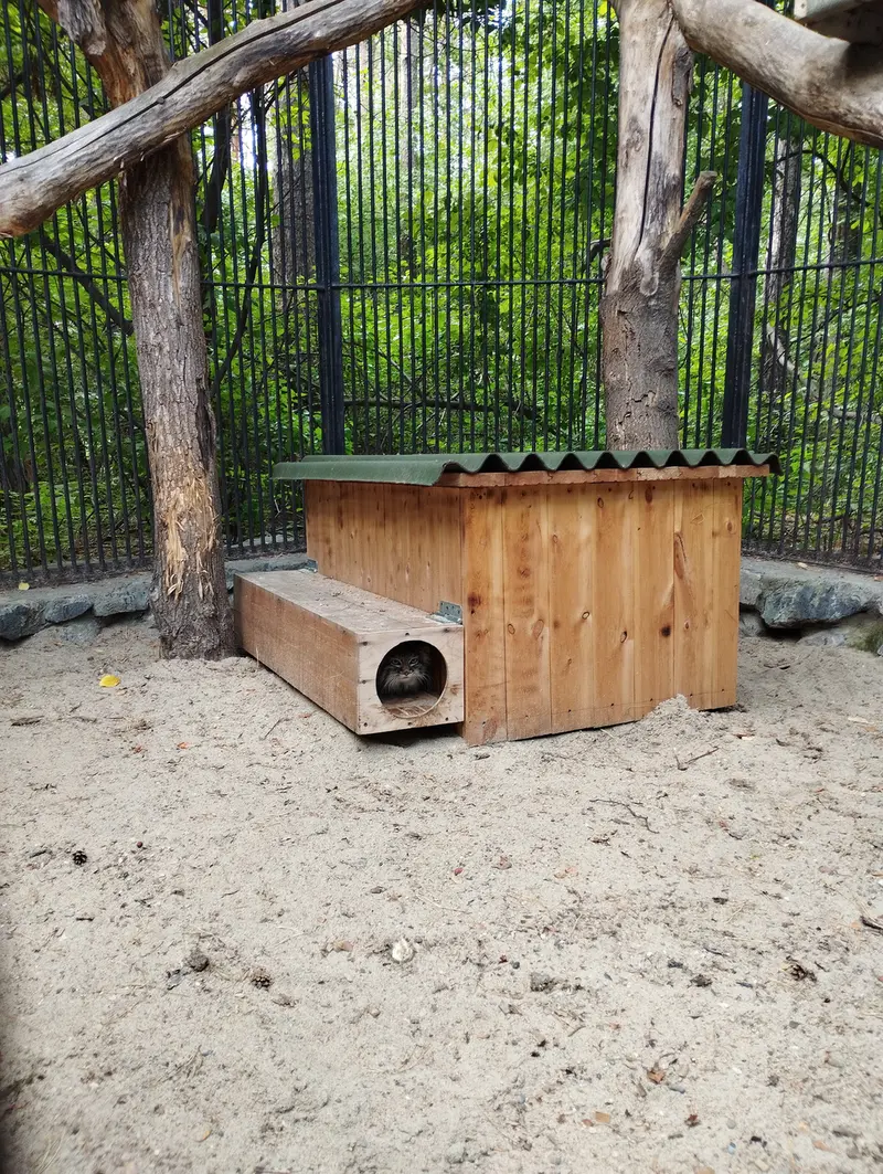 ノヴォシビルスク動物園のマヌルネコの写真