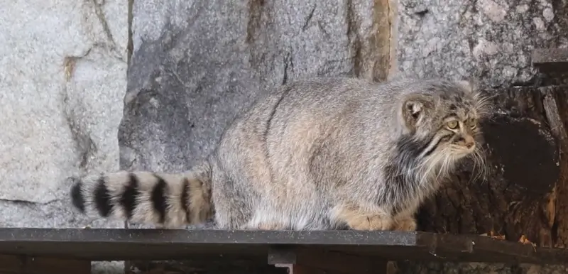 マヌルネコの写真