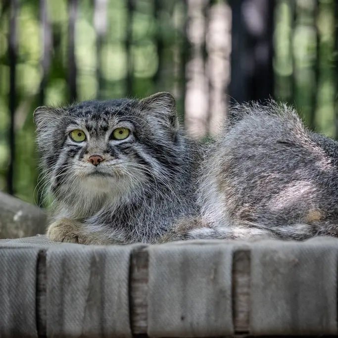 ノヴォシビルスク動物園のシルヴェスターの写真