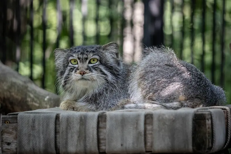 ノヴォシビルスク動物園のシルヴェスターの写真