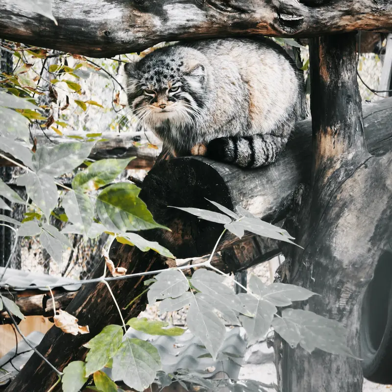 ノヴォシビルスク動物園のゾーシャの写真