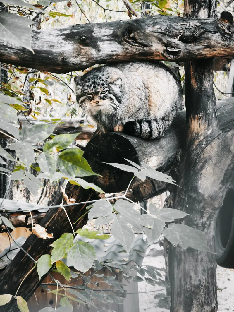 ノヴォシビルスク動物園のゾーシャの写真