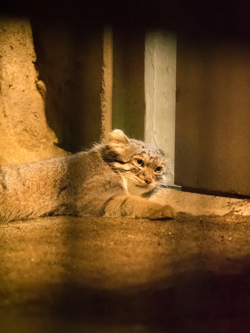 野毛山動物園のフィーガの写真