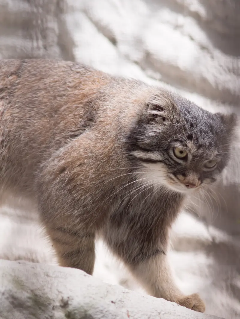野毛山動物園のフィーガの写真