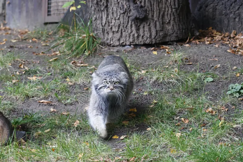 モスクワ動物園のティモフェイの写真