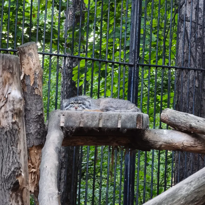 ノヴォシビルスク動物園のシルヴェスターの写真