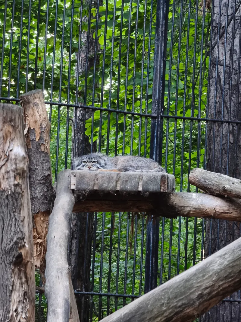 ノヴォシビルスク動物園のシルヴェスターの写真
