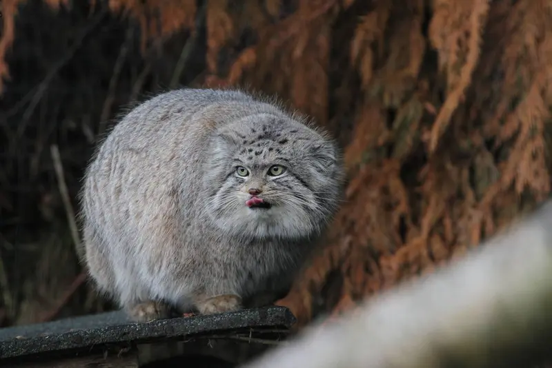 マヌルネコの写真