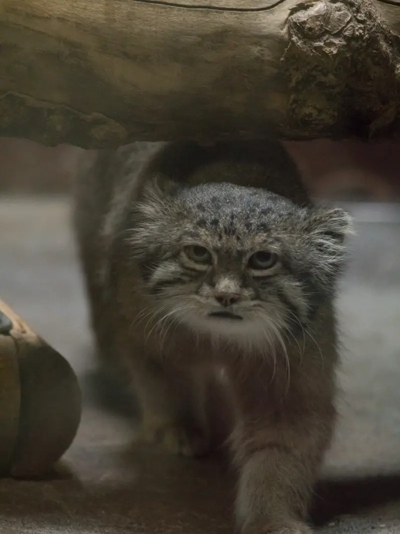 恩賜上野動物園のクリョンの写真