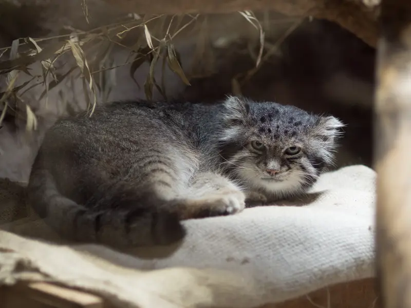 恩賜上野動物園のクリョンの写真