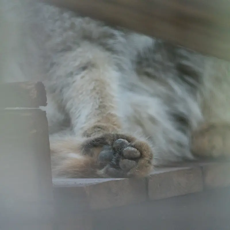 野毛山動物園のフィーガの写真