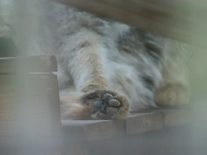 野毛山動物園のフィーガの写真