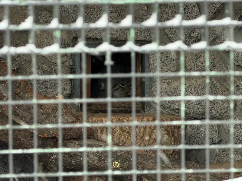レニングラード動物園のスヴェンの写真